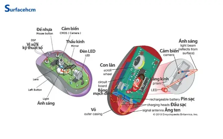 Cấu Tạo Của Chuột Máy Tính
