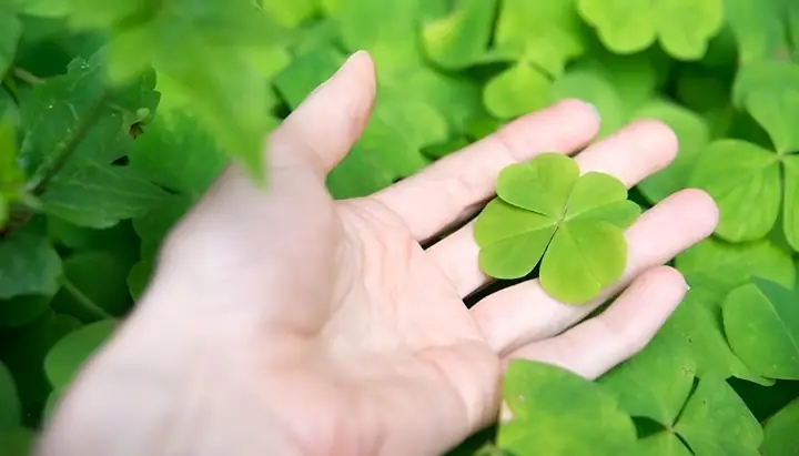 Hình Nền Cỏ 4 Lá Cho Máy Tính