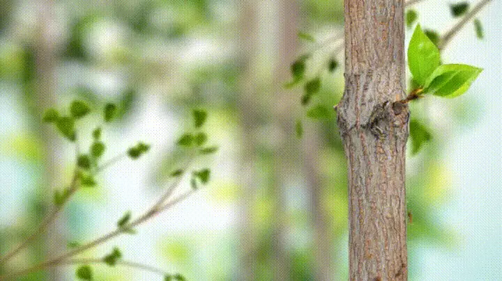 Hình Nền Gif Cho Máy Tính: Hướng Dẫn Tối Ưu Và Nguồn Tải Đỉnh Cao Hình Nền Gif Cho Máy Tính: Hướng Dẫn Tối Ưu Và Nguồn Tải Đỉnh Cao