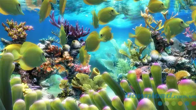 Tính Năng Chính Của Sim Aquarium 3