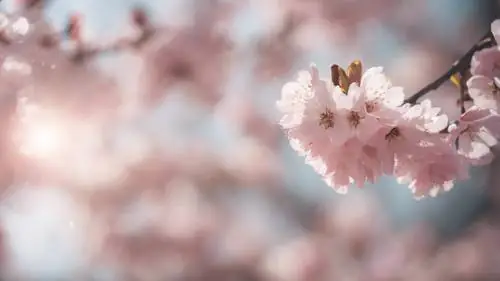 Một Khung Cảnh Mộng Mơ Thanh Tao Với Hoa Anh Đào Đung Đưa Trong Làn Gió Xuân Dịu Nhẹ.
