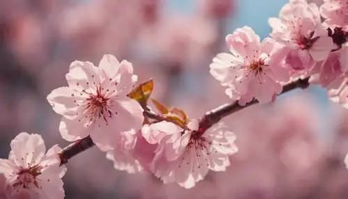 Họa Tiết Hoa Anh Đào Trong Khung Cảnh Mùa Xuân, Những Cánh Hoa Màu Hồng Nhạt Và Hồng Đậm.