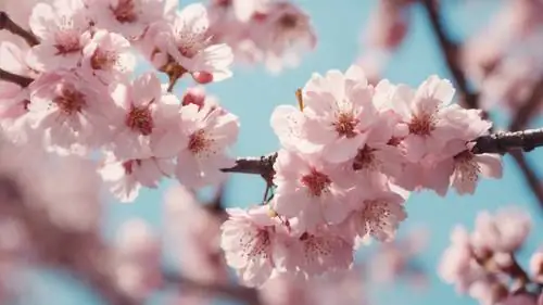 Khung Cảnh Rực Rỡ Của Hoa Anh Đào Màu Hồng Pastel Nhẹ Nhàng Rơi.