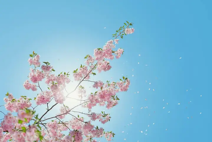 Hình Ảnh Cho Hình Nền Hoa Cúc Đẹp Cho Máy Tính:
