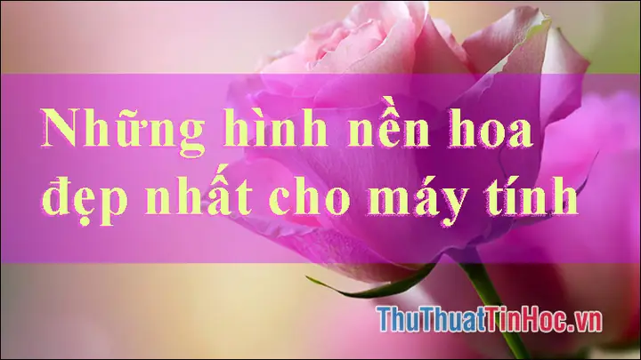 Hình Ảnh Cho Hình Nền Hoa Cúc Đẹp Cho Máy Tính: