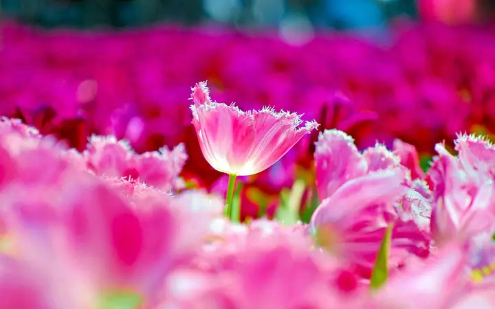 Hình Ảnh Cho Hình Nền Hoa Cúc Đẹp Cho Máy Tính: