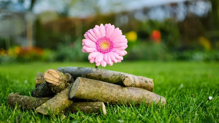 Hình Ảnh Cho Hình Nền Hoa Cúc Đẹp Cho Máy Tính: