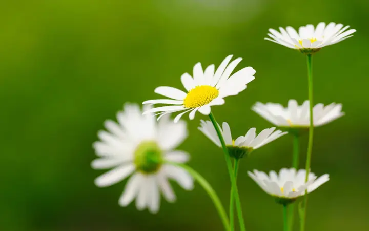 Hình Ảnh Cho Hình Nền Hoa Cúc Đẹp Cho Máy Tính: