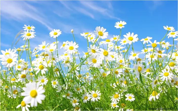 Hình Ảnh Cho Hình Nền Hoa Cúc Đẹp Cho Máy Tính:
