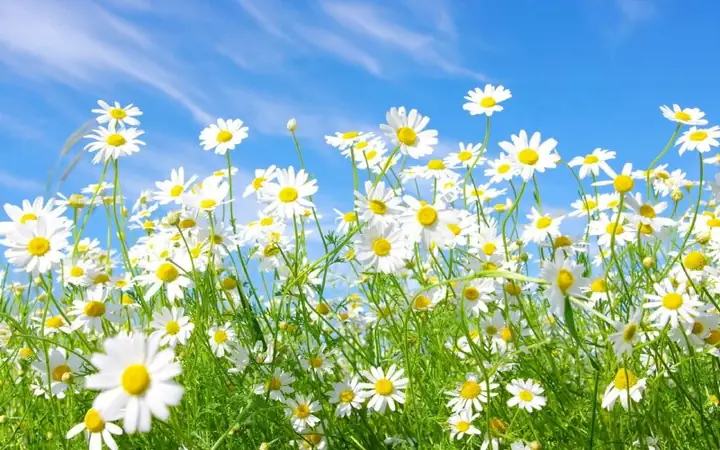 Hình Ảnh Cho Hình Nền Hoa Cúc Đẹp Cho Máy Tính:
