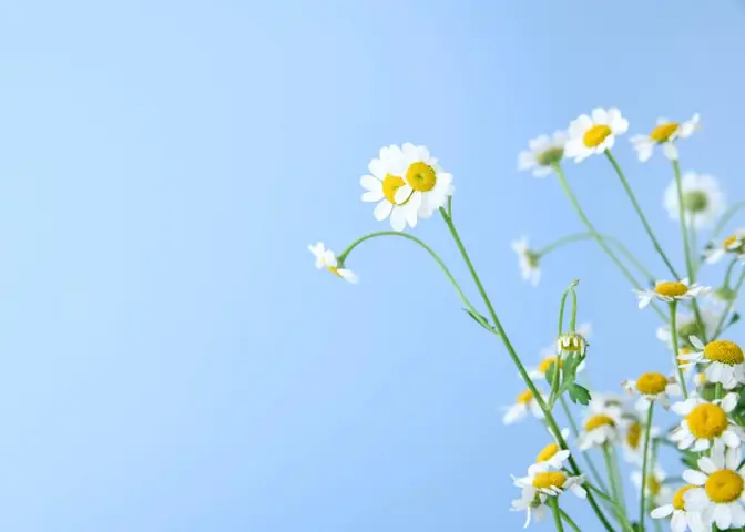 Hình Ảnh Cho Hình Nền Hoa Cúc Đẹp Cho Máy Tính: