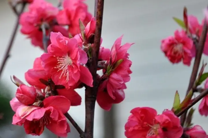 Hình Nền Hoa Đào Đỏ Hình Nền Hoa Đào Đỏ
