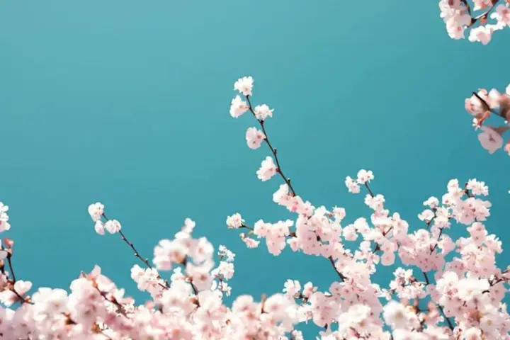 Hình Nền Hoa Đào Ngày Tết Đẹp Nhất Hình Nền Hoa Đào Ngày Tết Đẹp Nhất