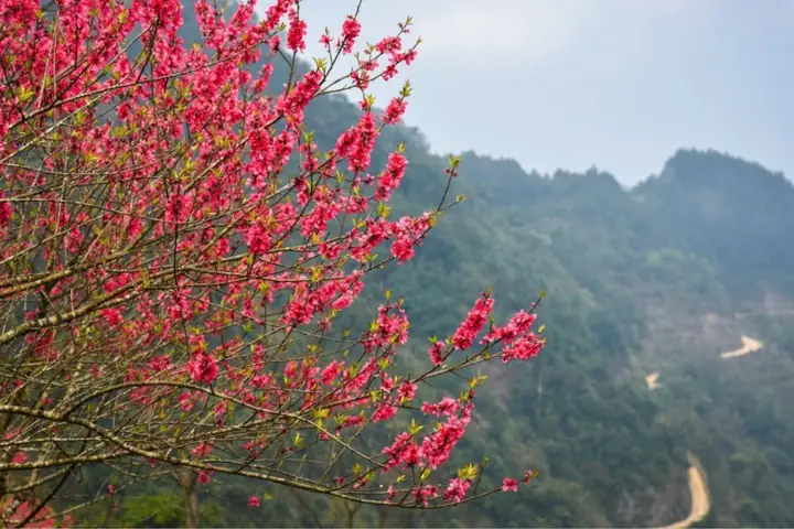 Hình Nền Hoa Đào Đỏ Hình Nền Hoa Đào Đỏ