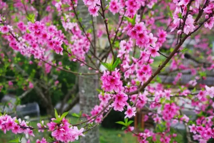 Hình Nền Hoa Đào Ngày Tết Đẹp Nhất Hình Nền Hoa Đào Ngày Tết Đẹp Nhất