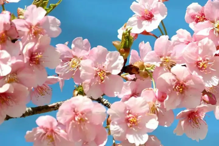 Hình Nền Hoa Đào Ngày Tết Đẹp Nhất Hình Nền Hoa Đào Ngày Tết Đẹp Nhất