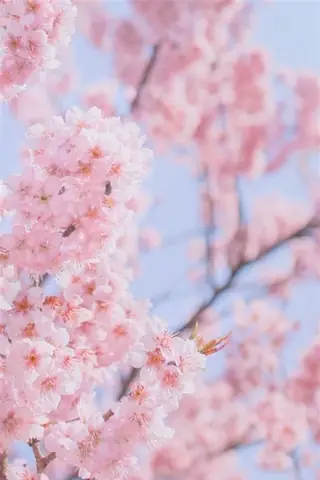 Hình Nền Hoa Đào Anime Hình Nền Hoa Đào Anime