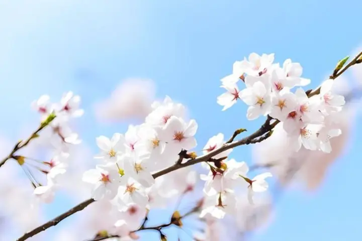 Hình Nền Hoa Đào Bạch Hình Nền Hoa Đào Bạch
