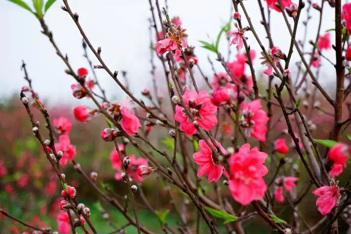 Hình Nền Hoa Đào Đỏ Hình Nền Hoa Đào Đỏ