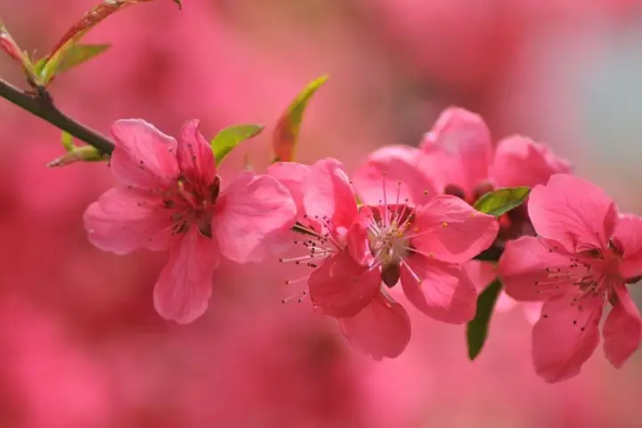 Hình Nền Hoa Đào Đỏ Hình Nền Hoa Đào Đỏ