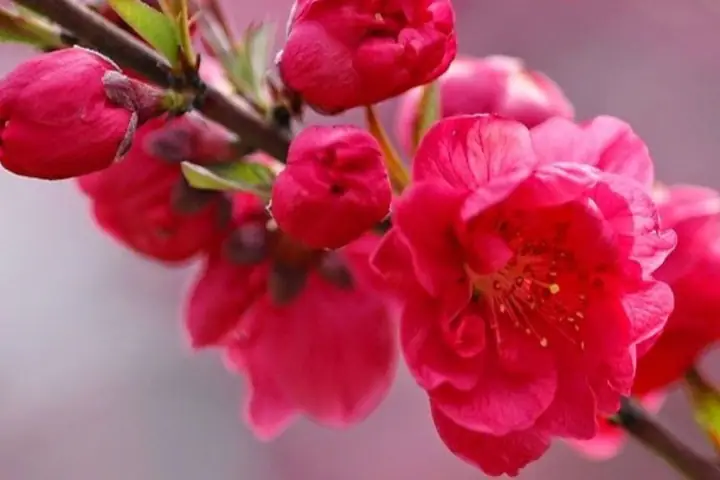 Hình Nền Hoa Đào Đỏ Hình Nền Hoa Đào Đỏ