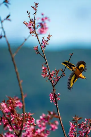 Hình Nền Hoa Đào Rừng Hình Nền Hoa Đào Rừng