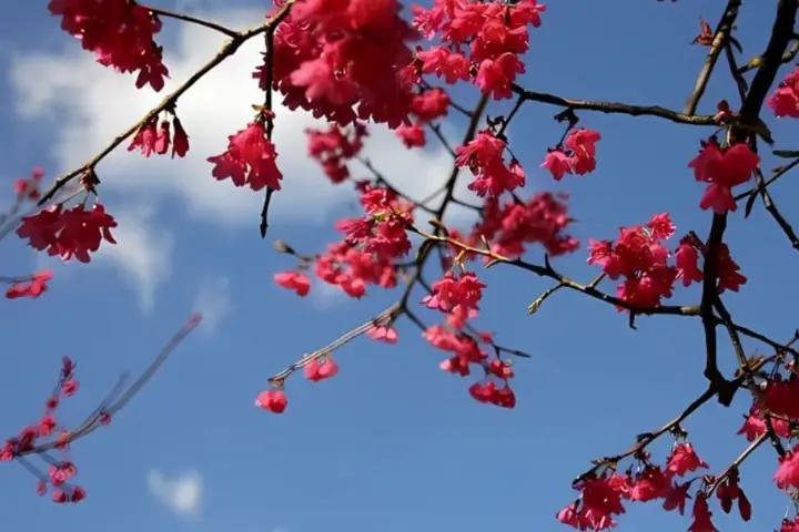 Hình Nền Hoa Đào Đỏ Hình Nền Hoa Đào Đỏ