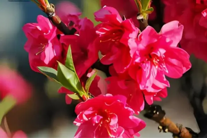 Hình Nền Hoa Đào Đỏ Hình Nền Hoa Đào Đỏ