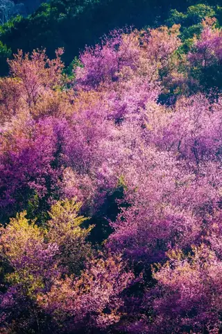 Hình Nền Hoa Đào Rừng Hình Nền Hoa Đào Rừng