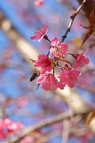 Hình Nền Hoa Đào Rừng Hình Nền Hoa Đào Rừng