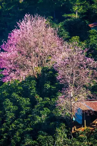 Hình Nền Hoa Đào Rừng Hình Nền Hoa Đào Rừng