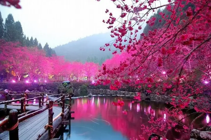 Hình Nền Hoa Đào Đỏ Hình Nền Hoa Đào Đỏ