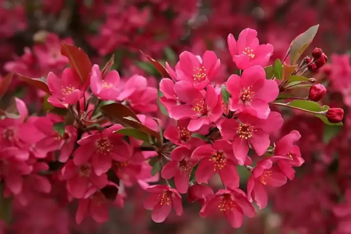 Hình Nền Hoa Đào Đỏ Hình Nền Hoa Đào Đỏ