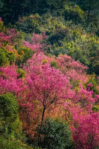 Hình Nền Hoa Đào Rừng Hình Nền Hoa Đào Rừng