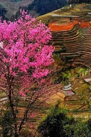 Hình Nền Hoa Đào Rừng Hình Nền Hoa Đào Rừng