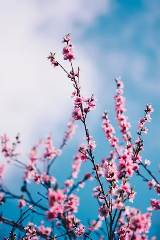 Hình Nền Hoa Đào Ngày Tết Hình Nền Hoa Đào Ngày Tết