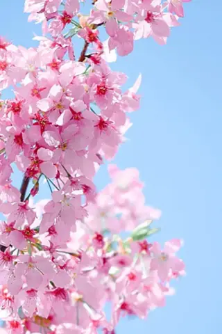 Hình Nền Hoa Đào Ngày Tết Hình Nền Hoa Đào Ngày Tết