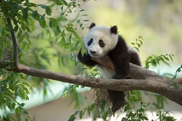 Hình Nền Máy Tính Gấu Trúc Đáng Yêu