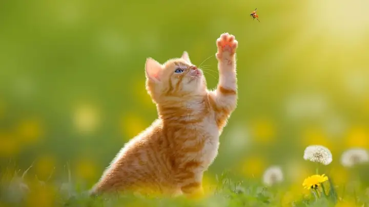 Hình Nền Máy Tính Cute Chủ Đề Động Vật