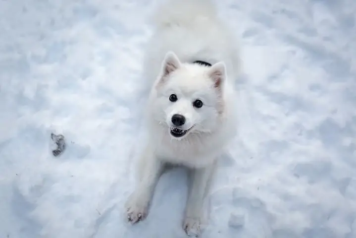 Hình Nền Máy Tính Cute Chủ Đề Động Vật