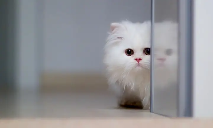 Hình Nền Máy Tính Cute Chủ Đề Động Vật