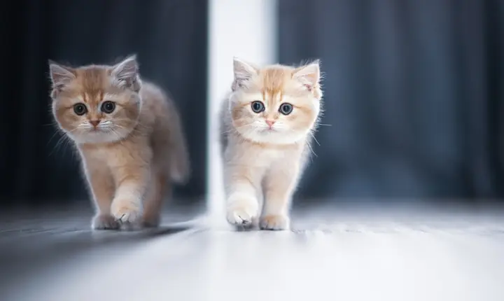 Hình Nền Máy Tính Cute Chủ Đề Động Vật
