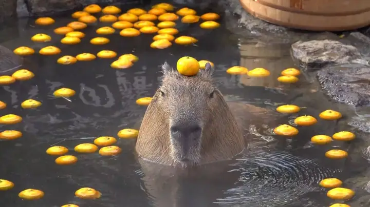 Hình Nền Máy Tính Capybara