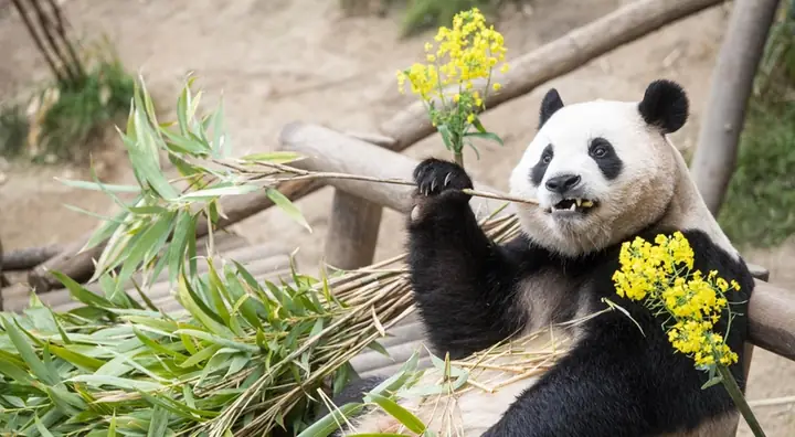 Hình Nền Máy Tính Gấu Trúc Đáng Yêu
