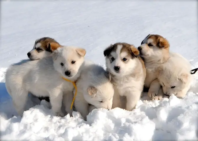 Hình Nền Máy Tính Cute Chủ Đề Động Vật