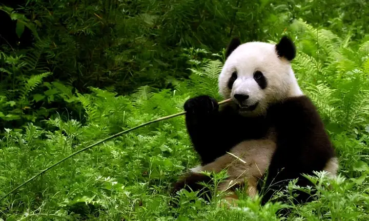 Hình Nền Máy Tính Gấu Trúc Đáng Yêu