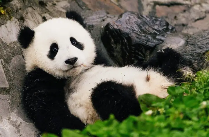 Hình Nền Máy Tính Gấu Trúc Đáng Yêu