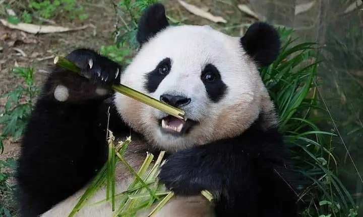 Hình Nền Máy Tính Gấu Trúc Đáng Yêu