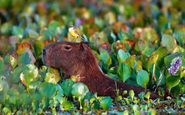 Hình Nền Máy Tính Capybara