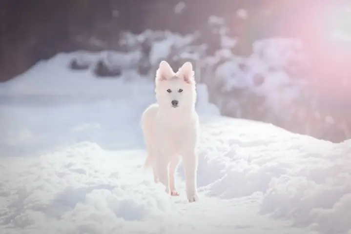 Hình Nền Máy Tính Cute Chủ Đề Động Vật